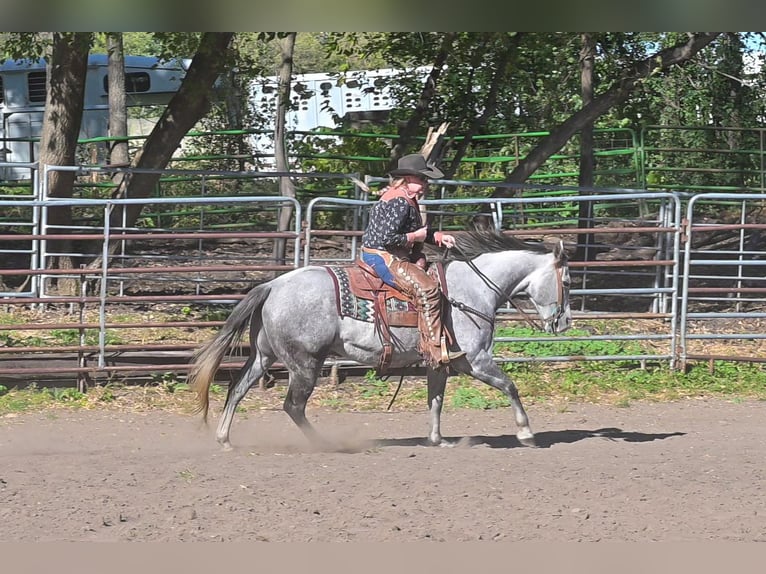 American Quarter Horse Gelding 8 years 15 hh Grey in Hastings American Quarter Horse Gelding 8 years 15 hh Grey in Hastings
