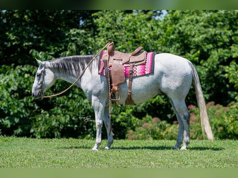 American Quarter Horse Gelding 8 years 15 hh Grey in Sedalia