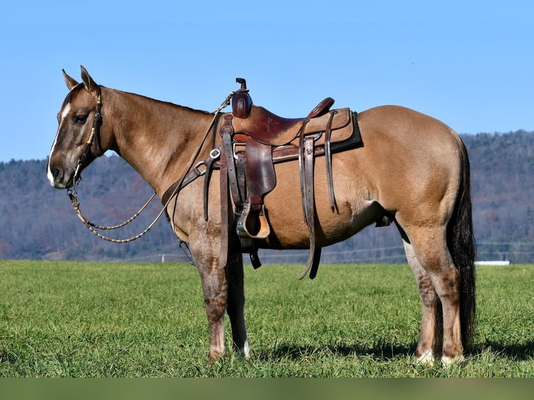 American Quarter Horse Gelding 8 years 15 hh Grullo in Rebersburg