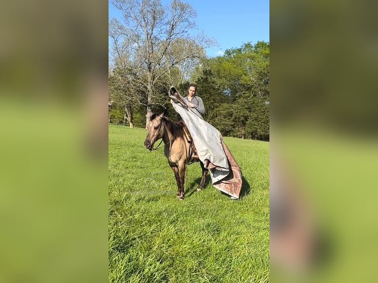 American Quarter Horse Gelding 8 years 15 hh Grullo in New Haven KY