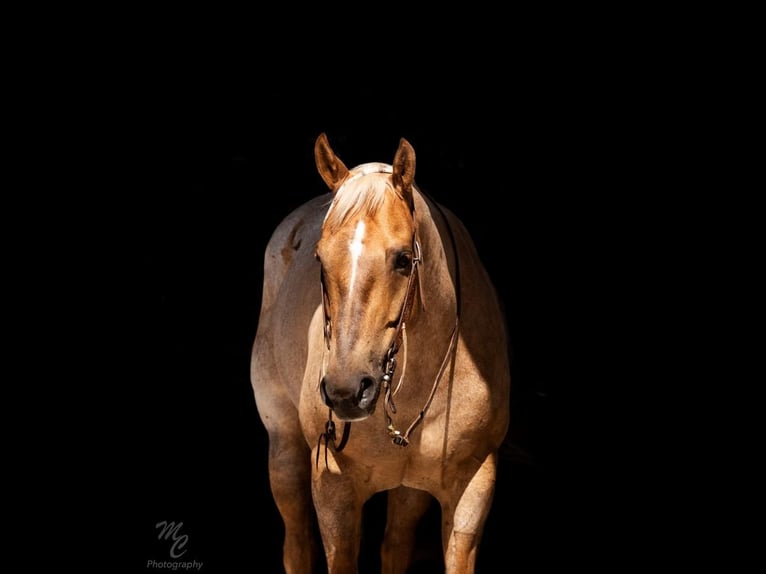 American Quarter Horse Gelding 8 years 15 hh Palomino in Caldwell, ID
