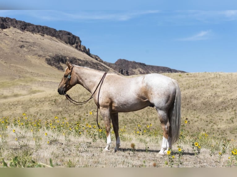 American Quarter Horse Gelding 8 years 15 hh Palomino in Caldwell, ID