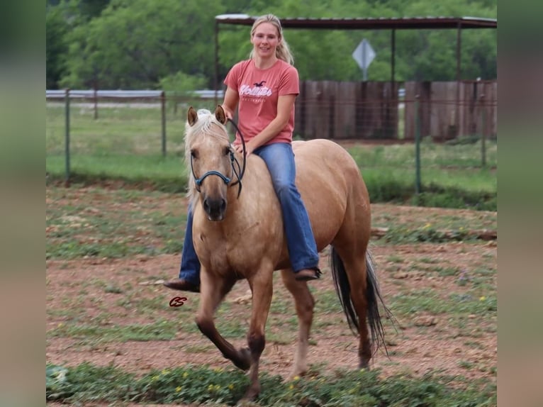 American Quarter Horse Gelding 8 years 15 hh Palomino in Jacksboro, TX