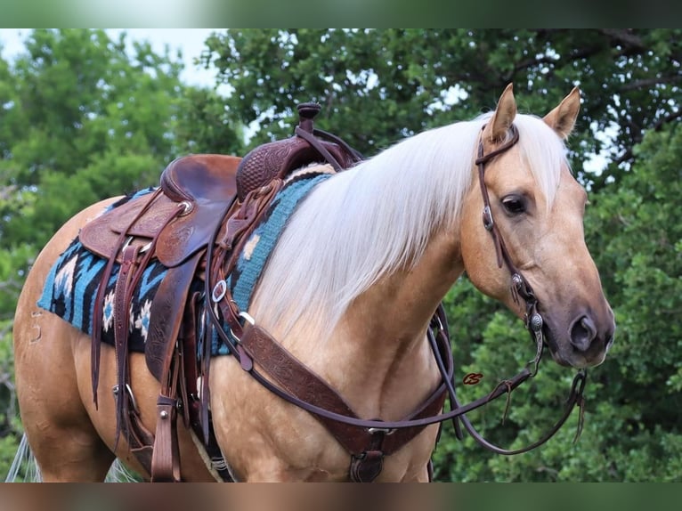 American Quarter Horse Gelding 8 years 15 hh Palomino in Jacksboro, TX