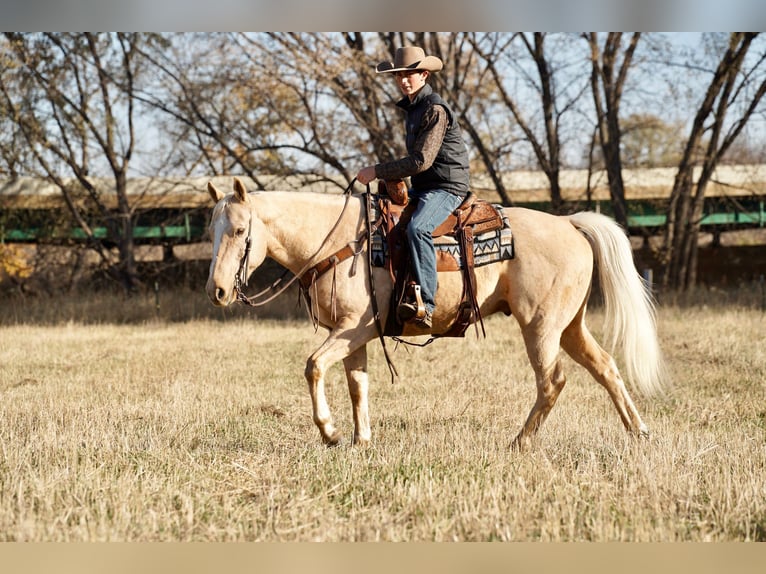 American Quarter Horse Gelding 8 years 15 hh Palomino in Valley Springs