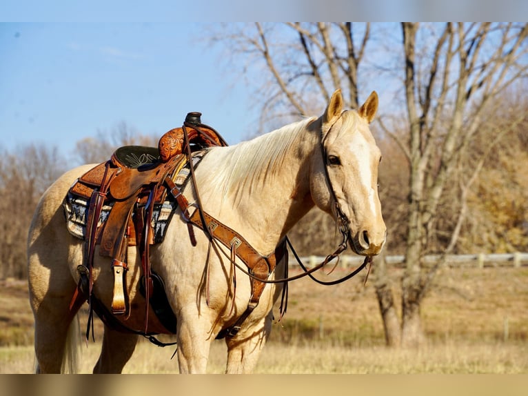 American Quarter Horse Gelding 8 years 15 hh Palomino in Valley Springs