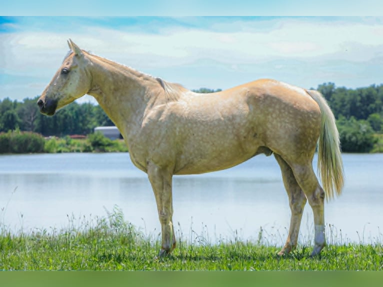 American Quarter Horse Gelding 8 years 15 hh Palomino in Salem