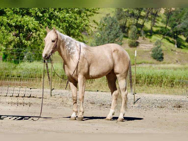 American Quarter Horse Gelding 8 years 15 hh Palomino in Tres Pinos