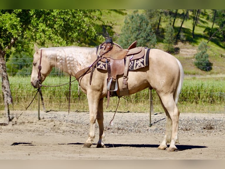 American Quarter Horse Gelding 8 years 15 hh Palomino in Tres Pinos