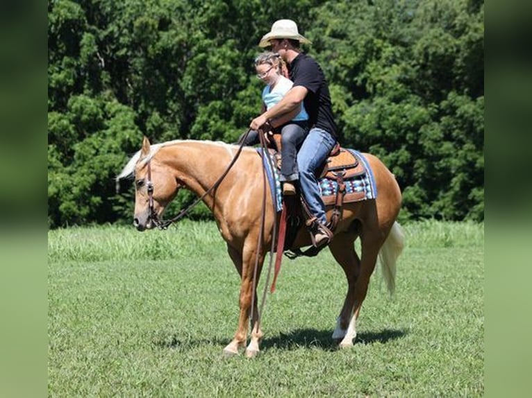 American Quarter Horse Gelding 8 years 15 hh Palomino in Mount Vernon, KY