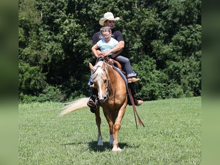 American Quarter Horse Gelding 8 years 15 hh Palomino in Mount Vernon, KY