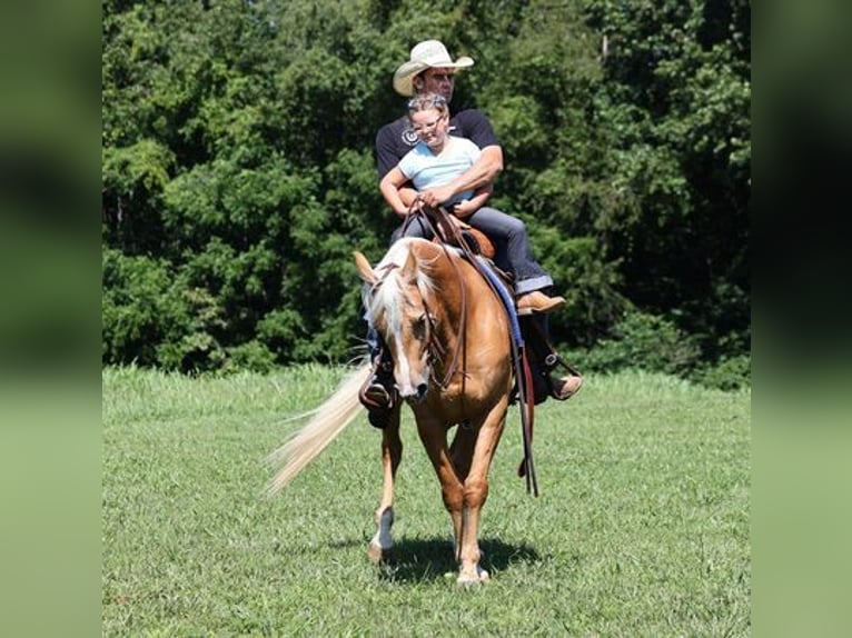 American Quarter Horse Gelding 8 years 15 hh Palomino in Mount Vernon, KY