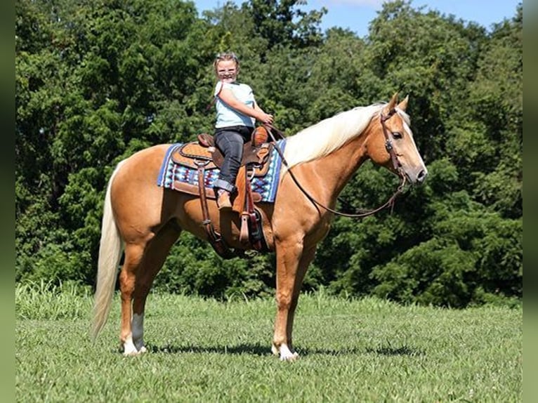 American Quarter Horse Gelding 8 years 15 hh Palomino in Mount Vernon, KY