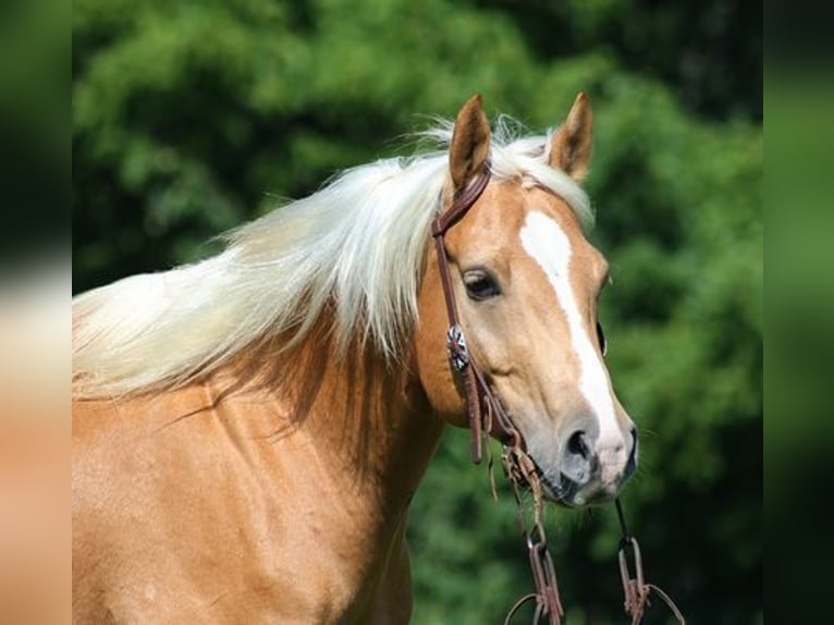 American Quarter Horse Gelding 8 years 15 hh Palomino in Mount Vernon, KY