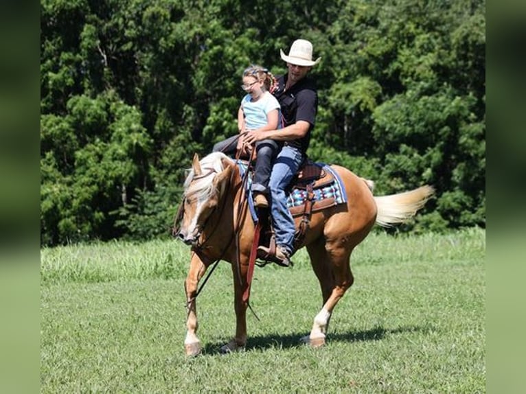 American Quarter Horse Gelding 8 years 15 hh Palomino in Mount Vernon, KY