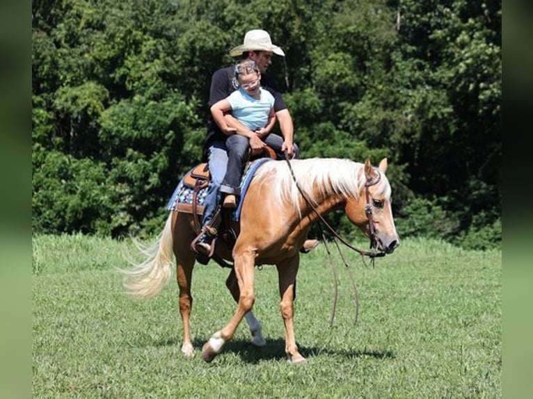 American Quarter Horse Gelding 8 years 15 hh Palomino in Mount Vernon, KY