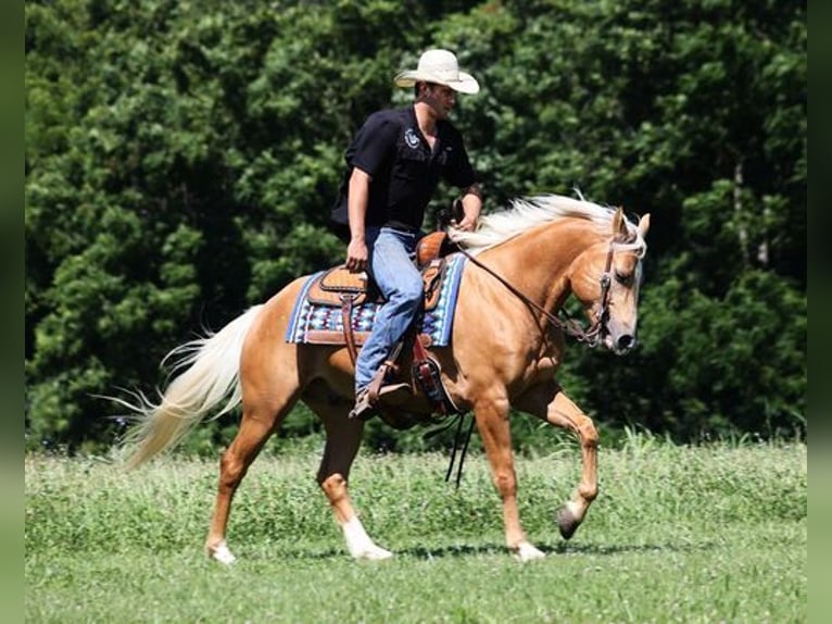 American Quarter Horse Gelding 8 years 15 hh Palomino in Mount Vernon, KY