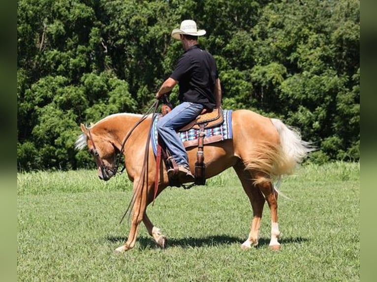 American Quarter Horse Gelding 8 years 15 hh Palomino in Mount Vernon, KY