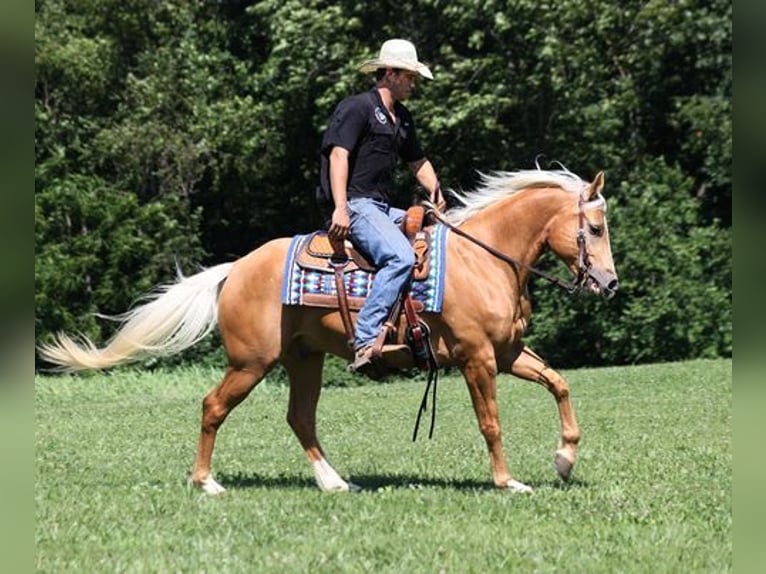 American Quarter Horse Gelding 8 years 15 hh Palomino in Mount Vernon, KY