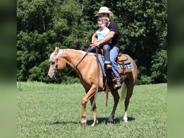 American Quarter Horse Gelding 8 years 15 hh Palomino in Mount Vernon, KY