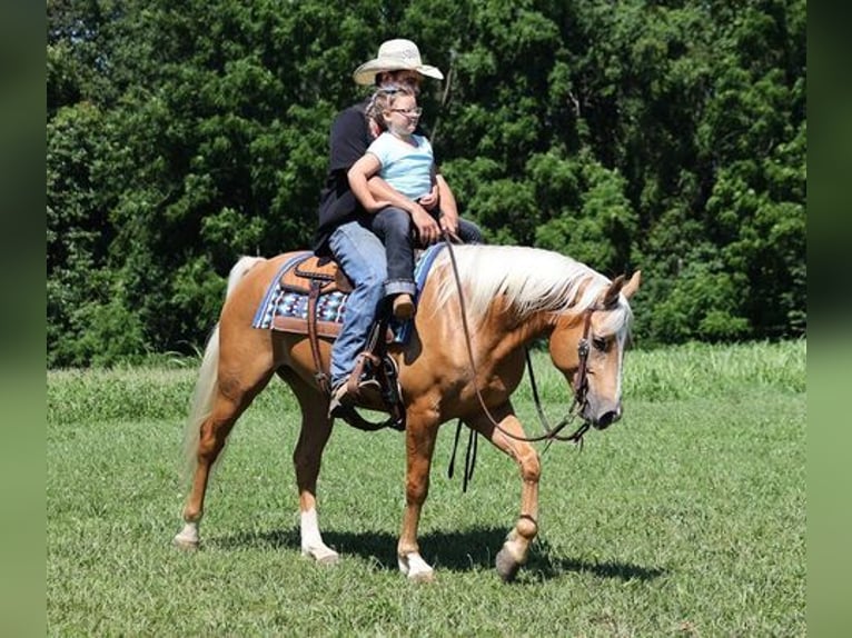 American Quarter Horse Gelding 8 years 15 hh Palomino in Mount Vernon, KY