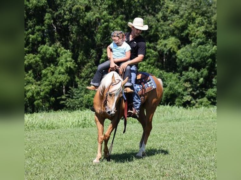 American Quarter Horse Gelding 8 years 15 hh Palomino in Mount Vernon, KY