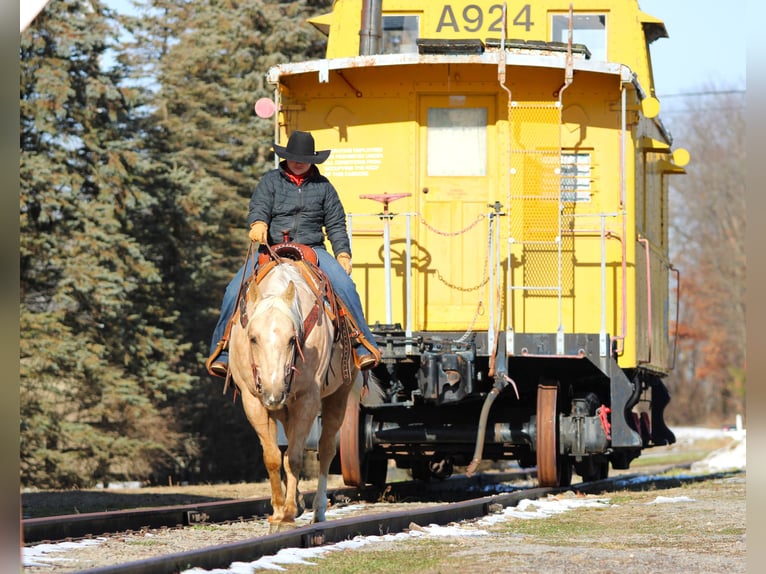 American Quarter Horse Gelding 8 years 15 hh Palomino in Clarion