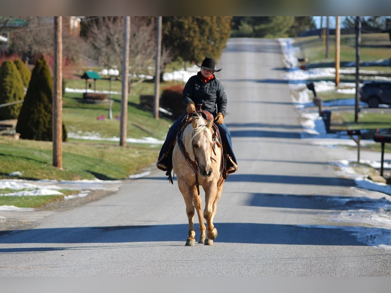 American Quarter Horse Gelding 8 years 15 hh Palomino in Clarion
