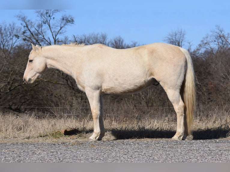 American Quarter Horse Gelding 8 years 15 hh Palomino in Sulphur Springs