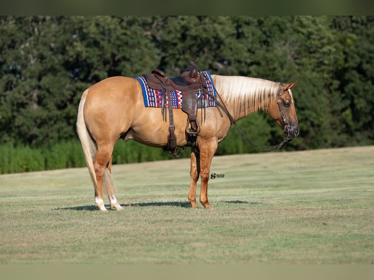 American Quarter Horse Gelding 8 years 15 hh Palomino in Whitesboro