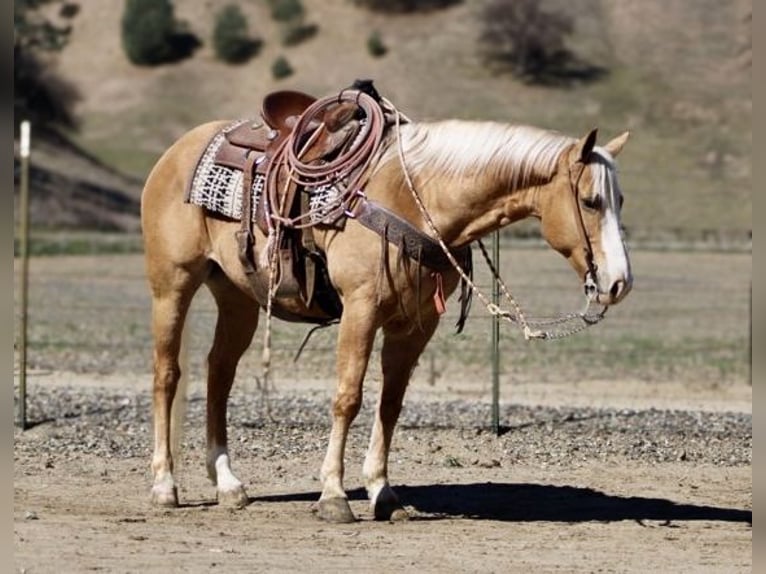 American Quarter Horse Gelding 8 years 15 hh Palomino in Paicines, CA