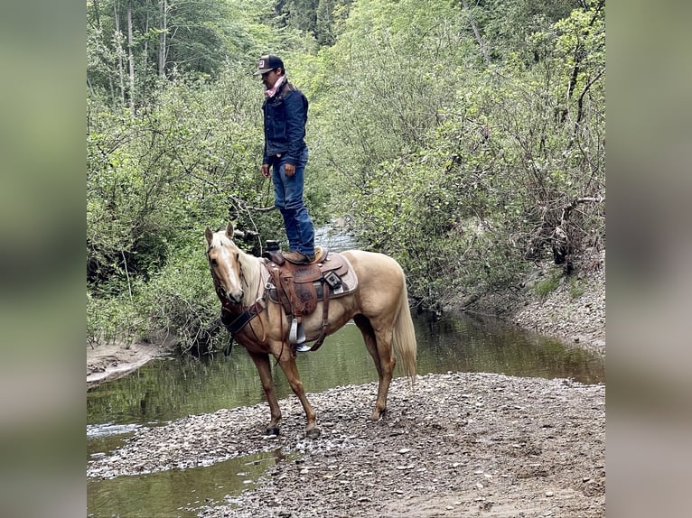 American Quarter Horse Gelding 8 years 15 hh Palomino in Paicines CA