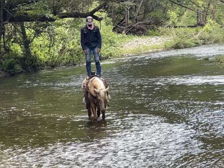 American Quarter Horse Gelding 8 years 15 hh Palomino in Paicines CA