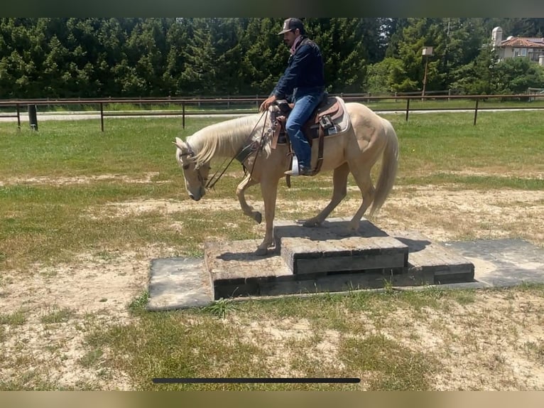 American Quarter Horse Gelding 8 years 15 hh Palomino in Paicines CA