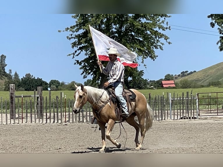 American Quarter Horse Gelding 8 years 15 hh Palomino in Paicines CA