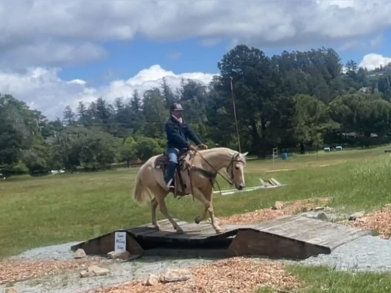 American Quarter Horse Gelding 8 years 15 hh Palomino in Paicines CA
