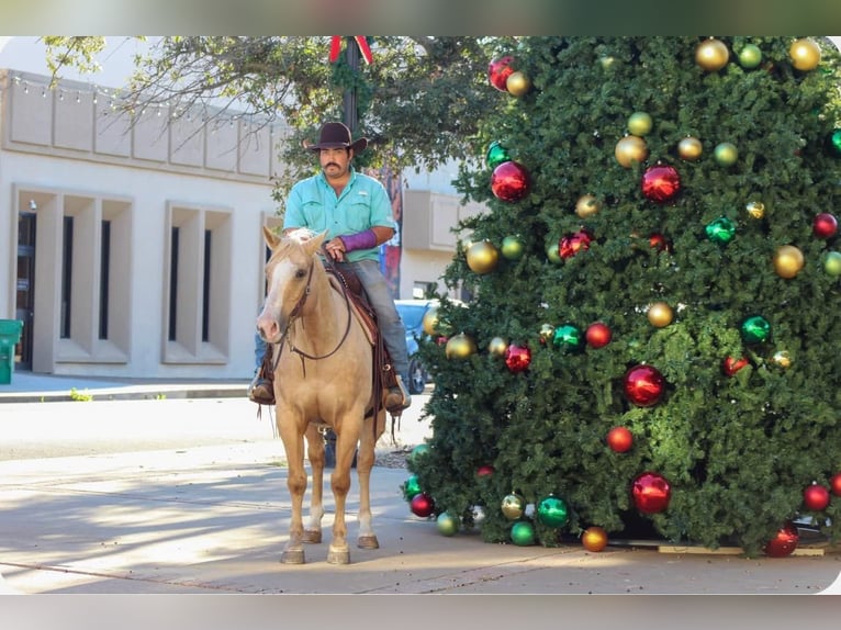 American Quarter Horse Gelding 8 years 15 hh Palomino in Stephenville TX