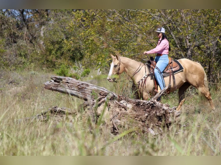 American Quarter Horse Gelding 8 years 15 hh Palomino in Stephenville TX