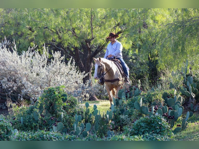 American Quarter Horse Gelding 8 years 15 hh Palomino in Stephenville TX