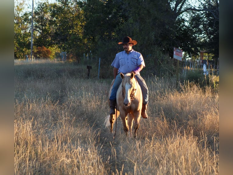 American Quarter Horse Gelding 8 years 15 hh Palomino in Stephenville TX