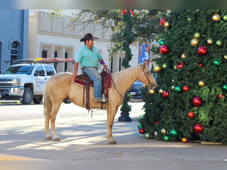 American Quarter Horse Gelding 8 years 15 hh Palomino in Stephenville TX