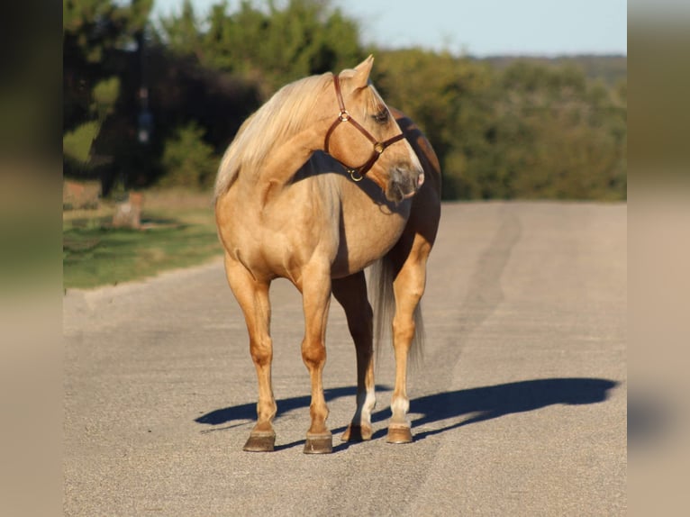 American Quarter Horse Gelding 8 years 15 hh Palomino in Stephenville TX