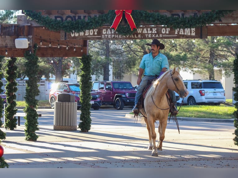 American Quarter Horse Gelding 8 years 15 hh Palomino in Stephenville TX