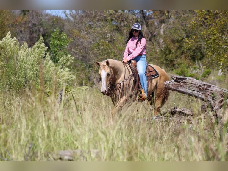 American Quarter Horse Gelding 8 years 15 hh Palomino in Stephenville TX