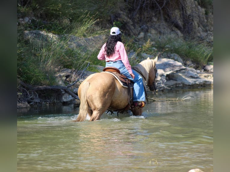 American Quarter Horse Gelding 8 years 15 hh Palomino in Stephenvillle TX