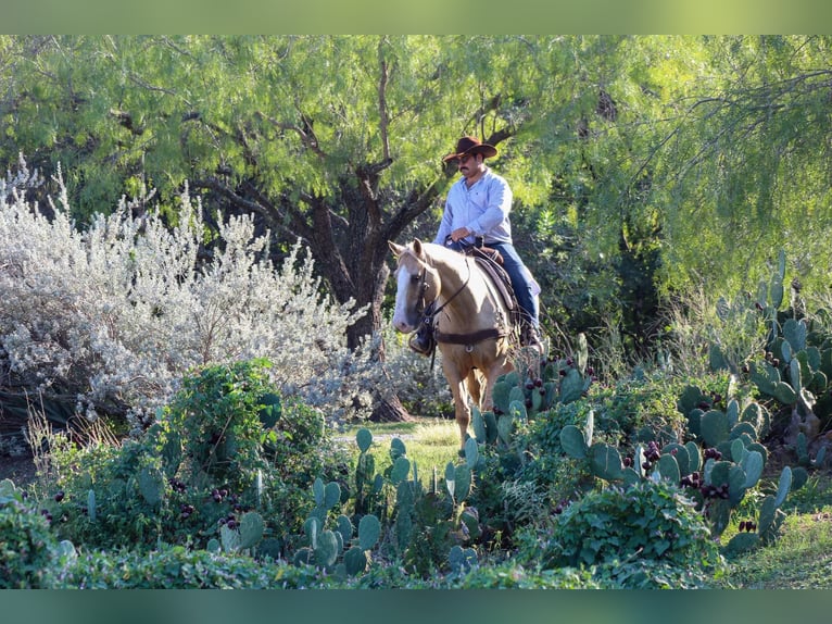 American Quarter Horse Gelding 8 years 15 hh Palomino in Stephenvillle TX