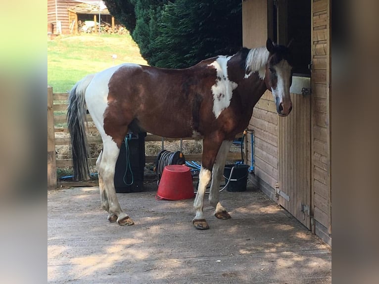 American Quarter Horse Mix Gelding 8 years 15 hh Pinto in Fort Worth Texas