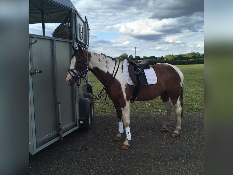 American Quarter Horse Mix Gelding 8 years 15 hh Pinto in Fort Worth Texas