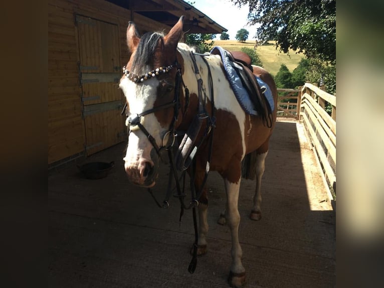 American Quarter Horse Mix Gelding 8 years 15 hh Pinto in Fort Worth Texas