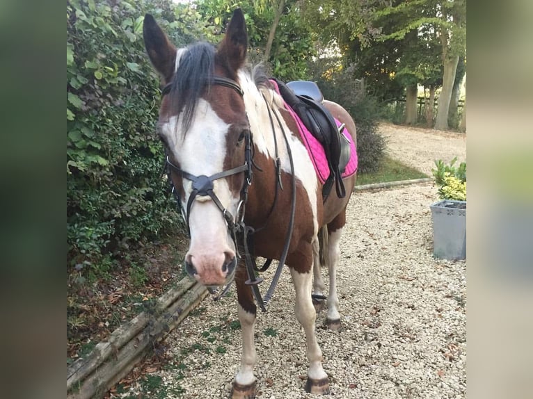 American Quarter Horse Mix Gelding 8 years 15 hh Pinto in Fort Worth Texas